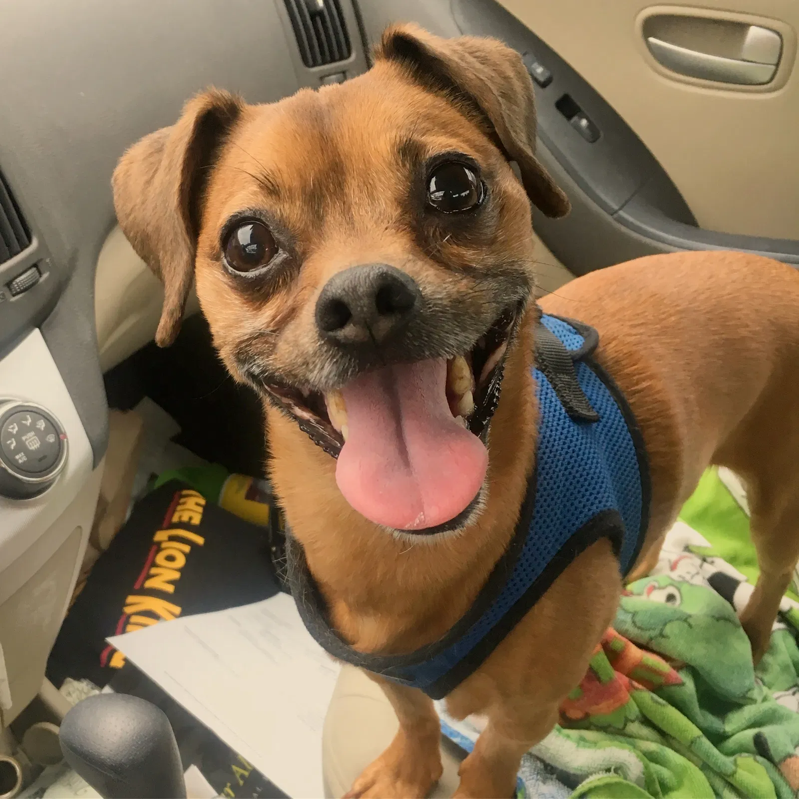 Lost dog in Pelham, AL, 35124