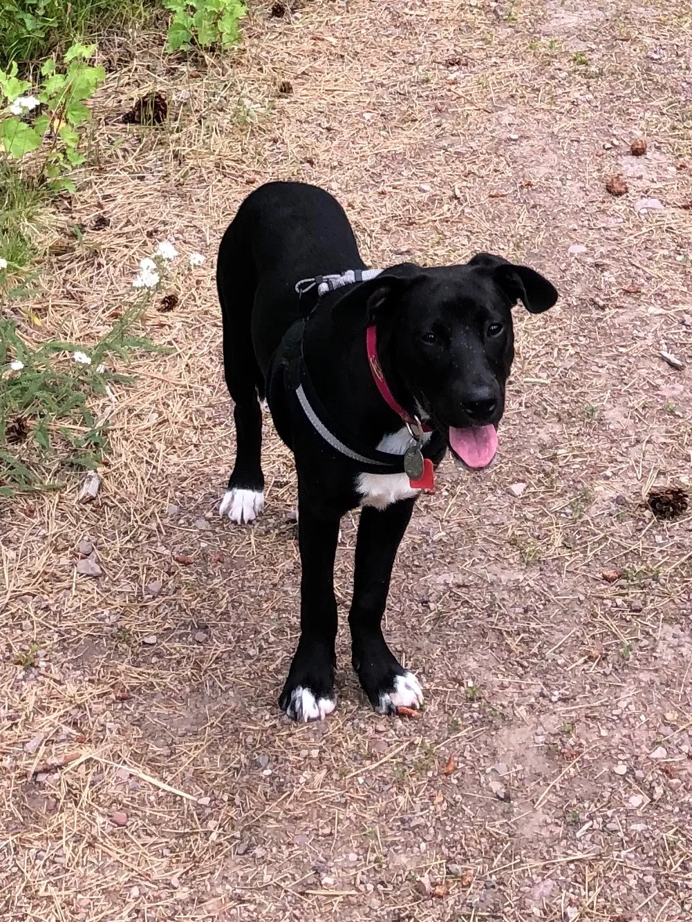 Lost dog in Chicago, IL, 60639