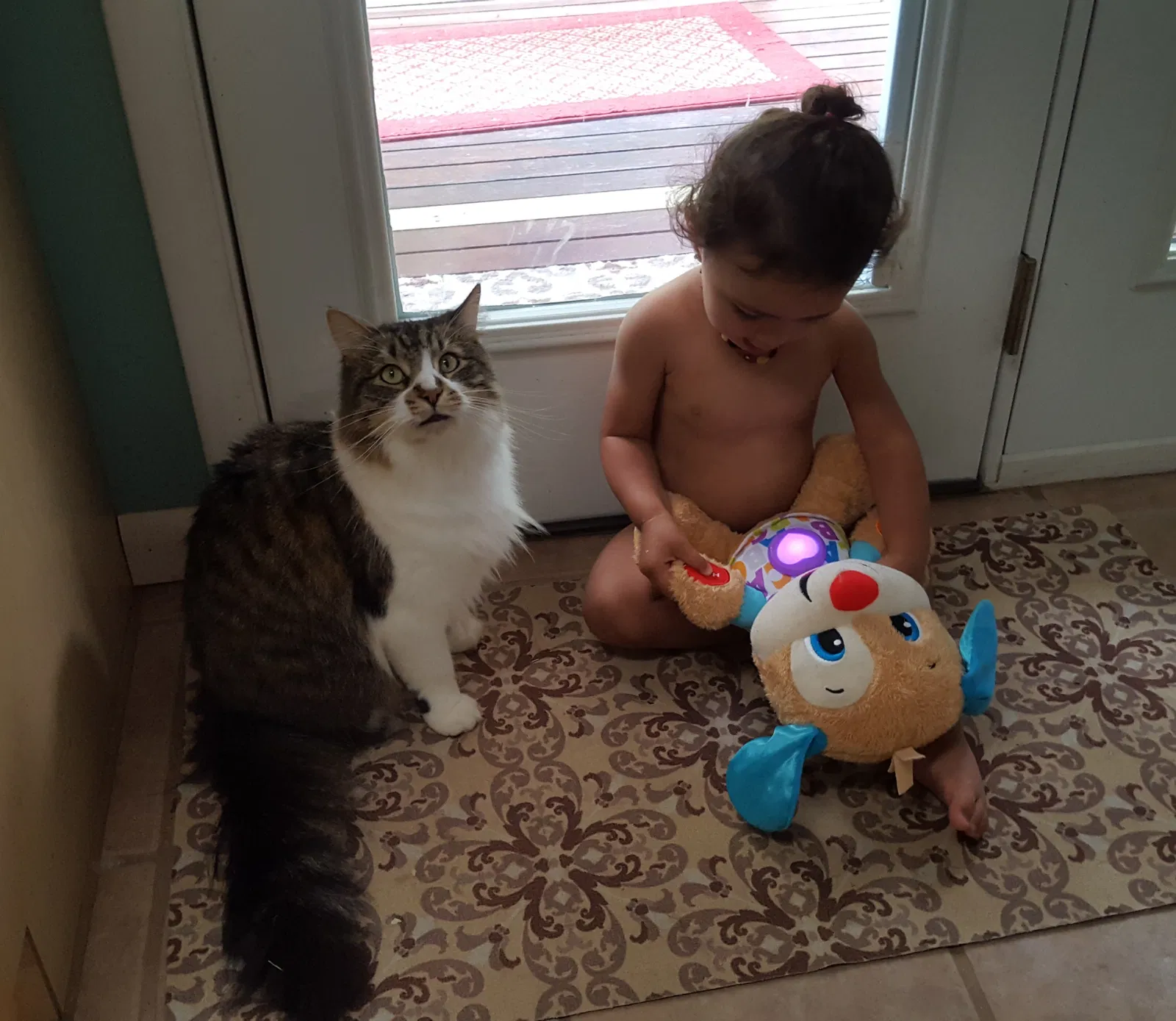 Lost cat in Asheville, NC, 28805
