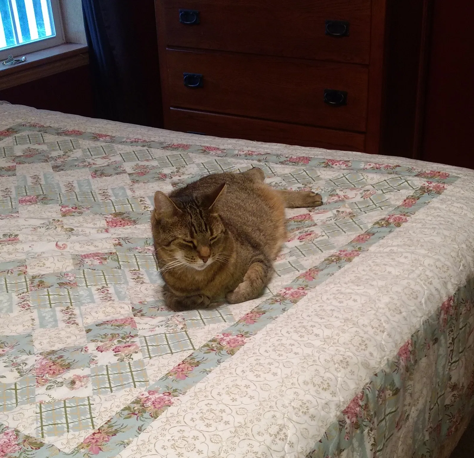 Lost cat in Perry, MI, 48872