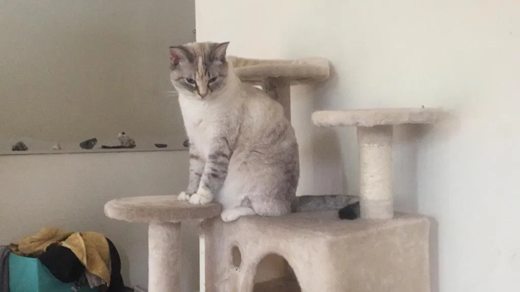Lost cat in Felton, CA, 95018