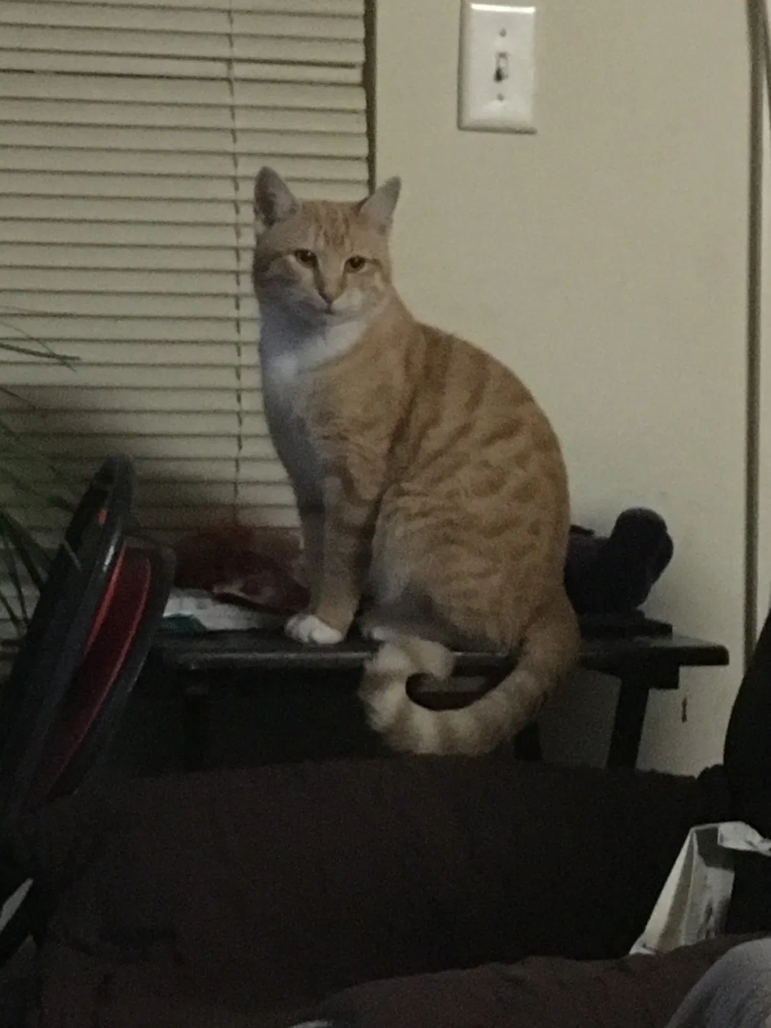 Lost cat in Stafford, VA, 22554