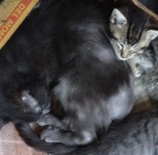 Lost cat in Groveport, OH, 43125