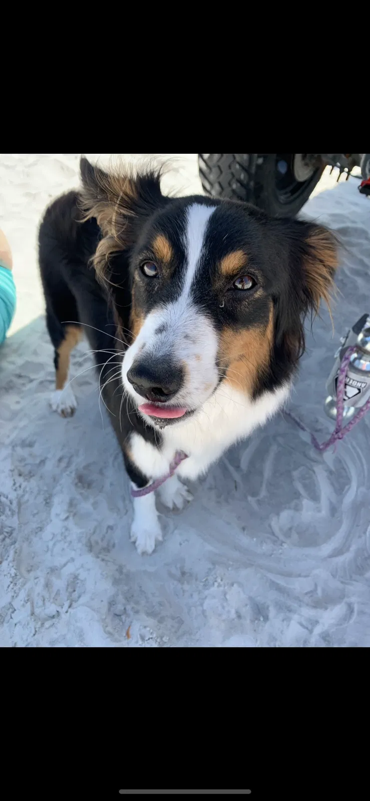 Lost dog in Jacksonville, FL, 32244