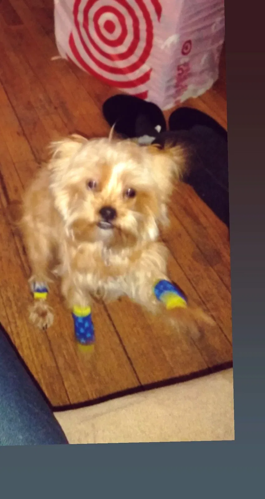 Lost dog in Warren, MI, 48089
