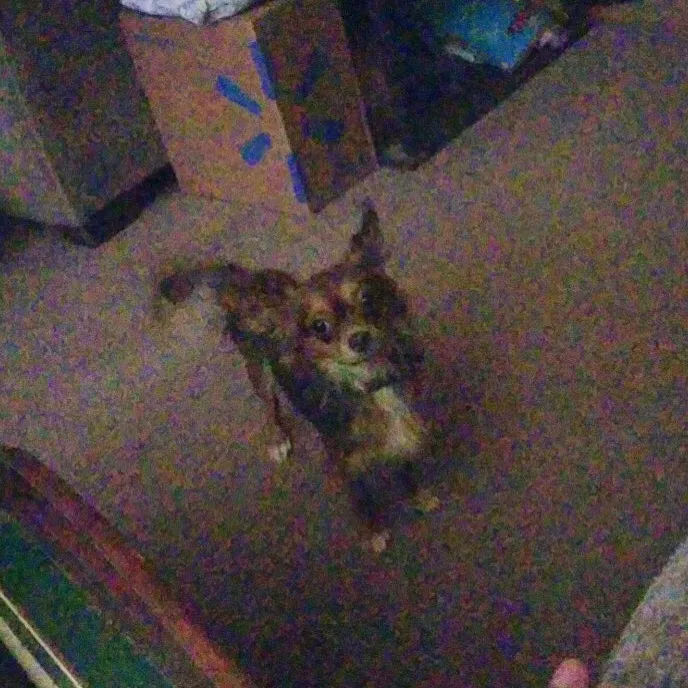 Lost dog in Phoenix, AZ, 85022