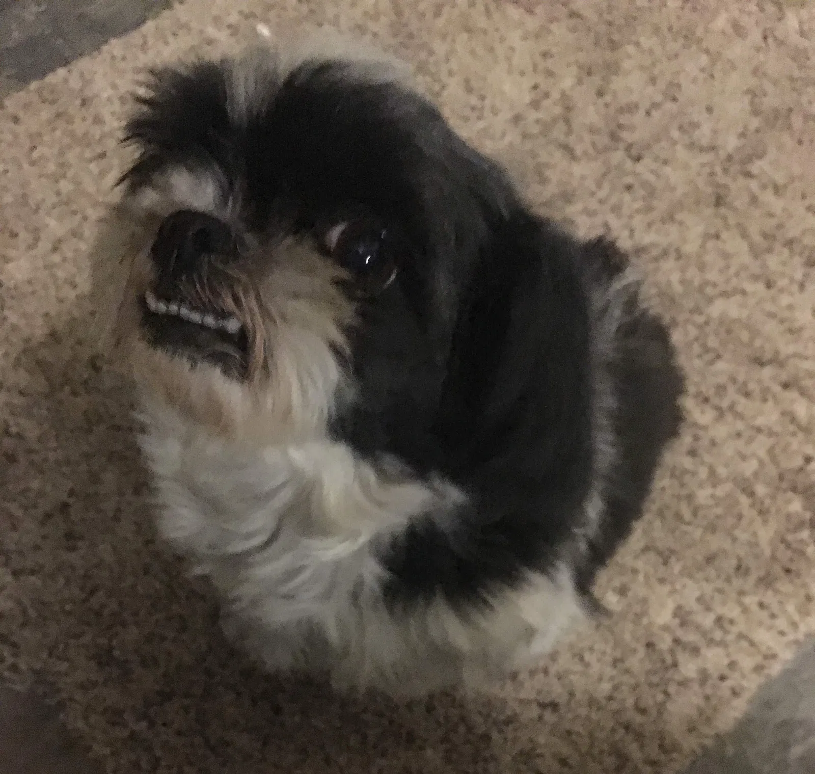 Lost dog in Oklahoma City, OK, 73160