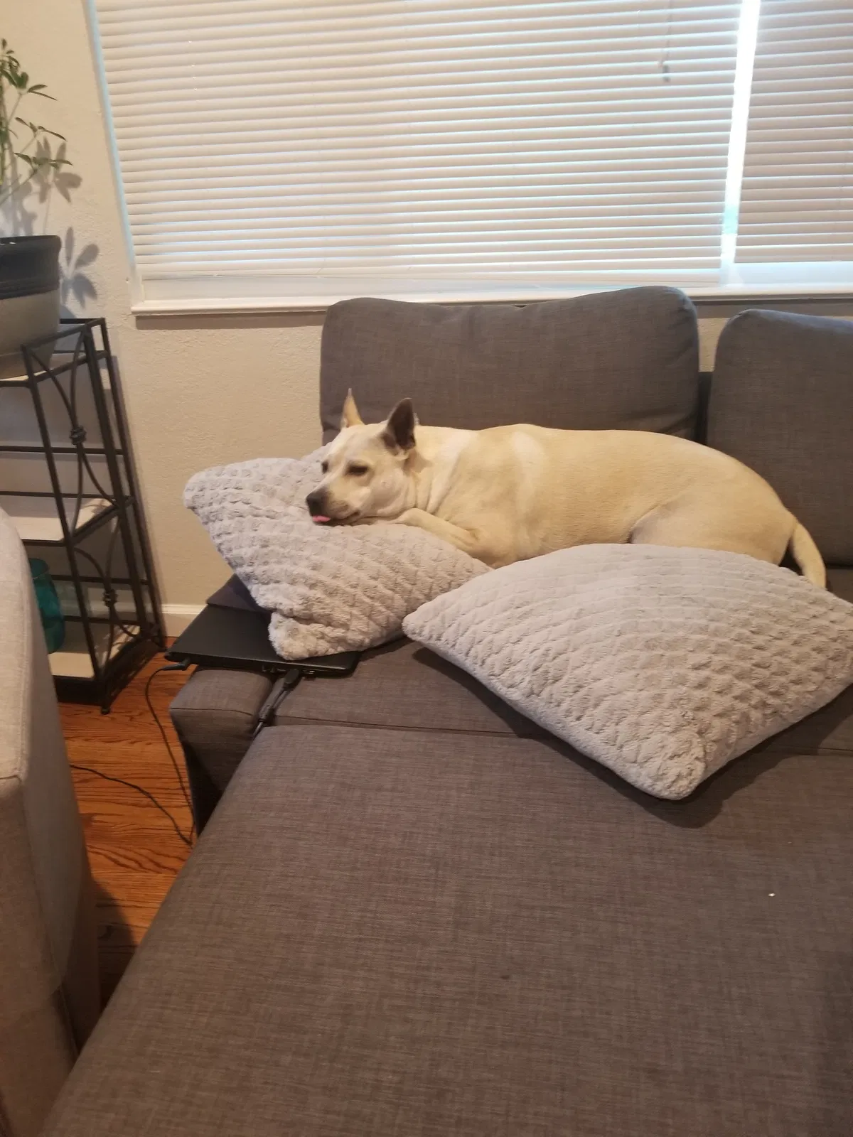 Lost dog in Vallejo, CA, 94590
