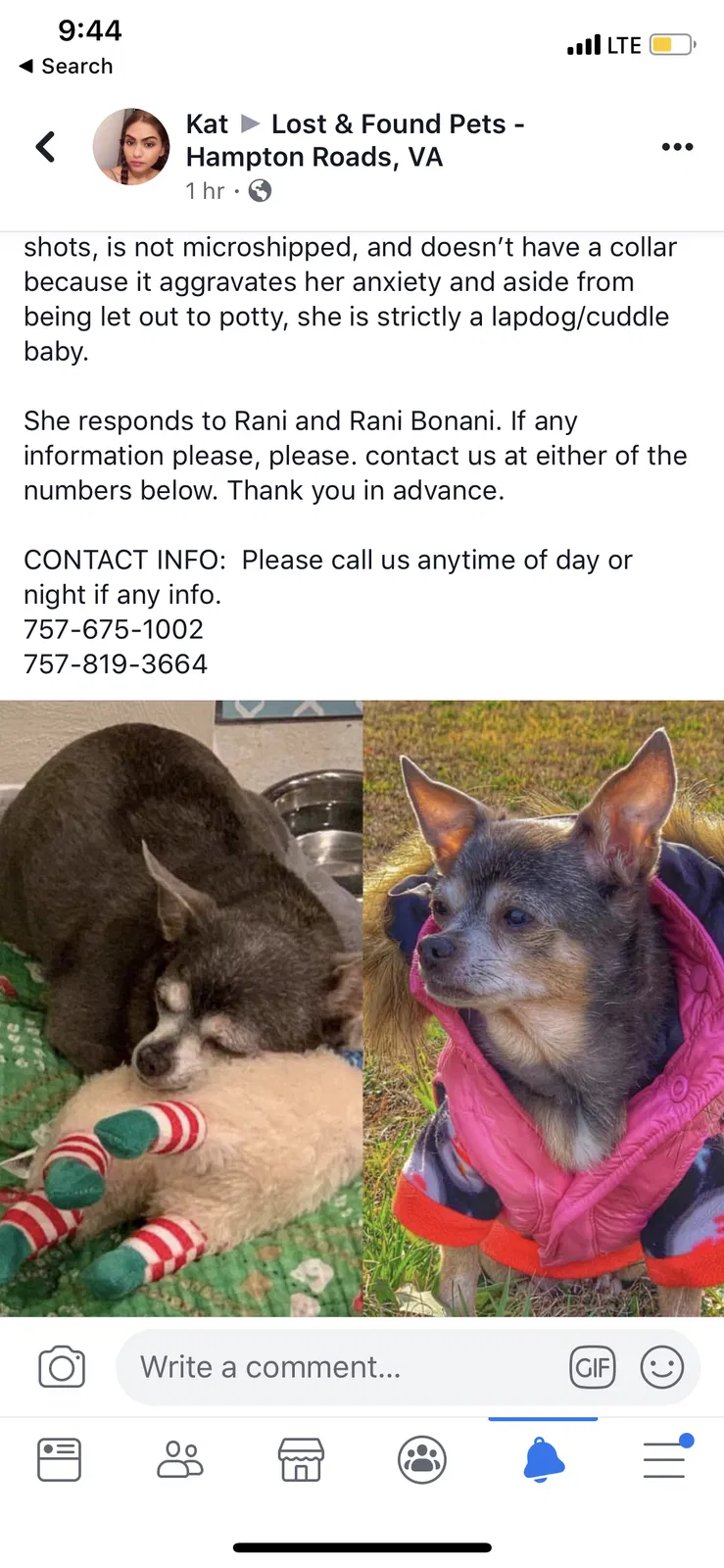 Lost dog in Chesapeake, VA, 23323
