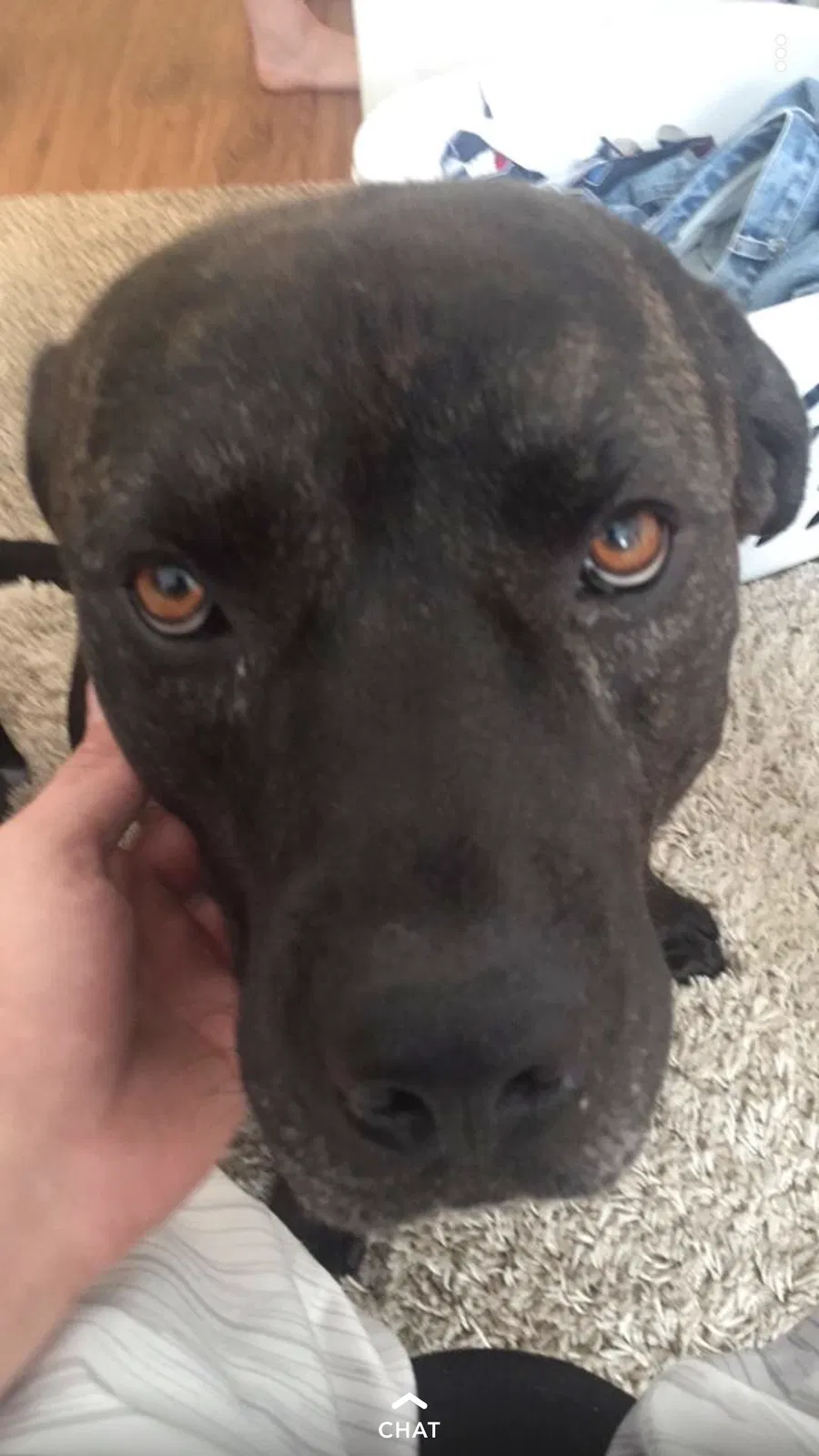 Lost dog in Springfield, MO, 65803
