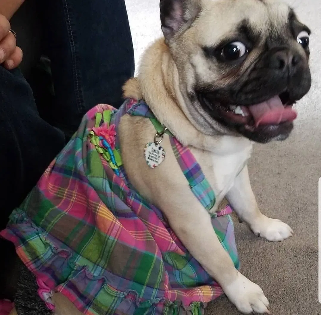 Lost dog in Holland, MI, 49423