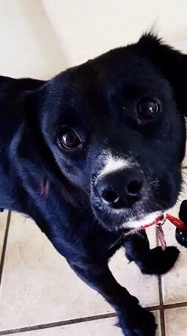 Lost dog in Bradenton, FL, 34209