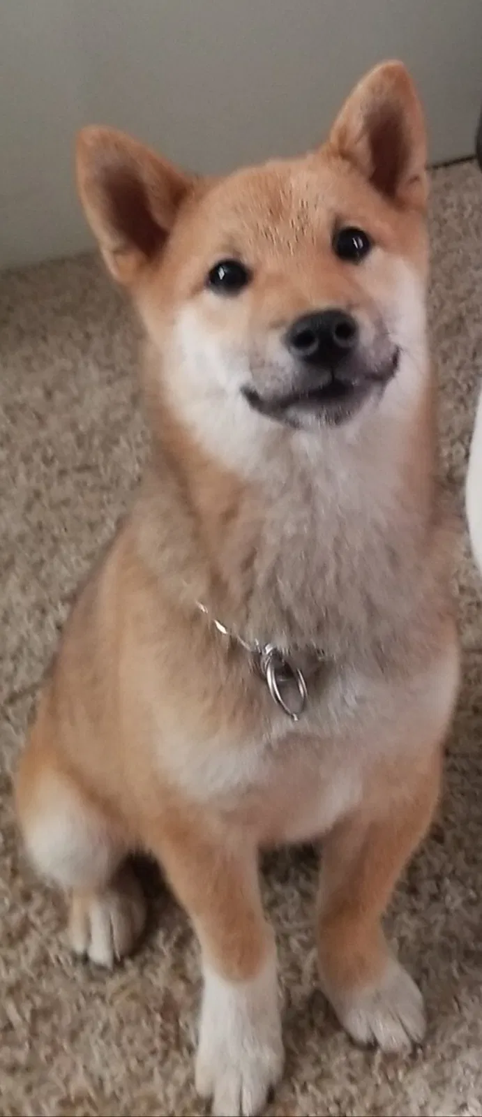 Lost dog in Troutdale, OR, 97060