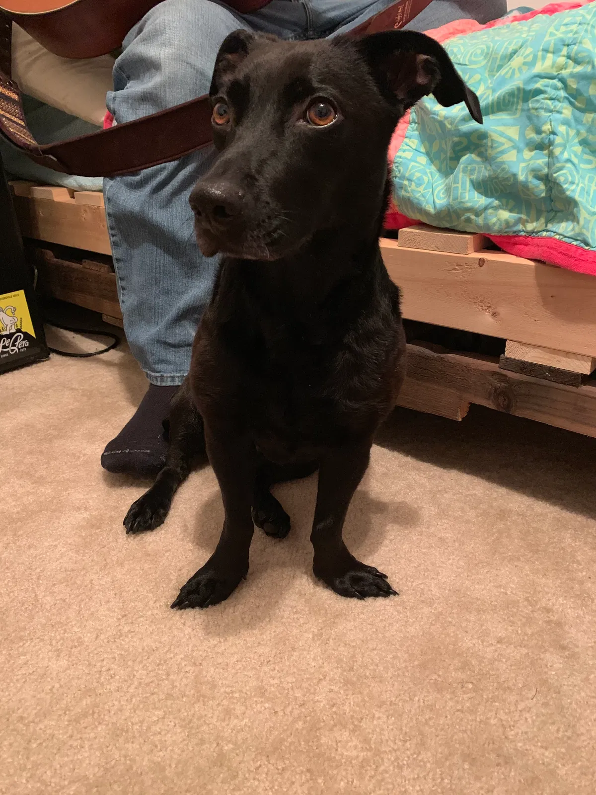 Lost dog in Burgaw, NC, 28425