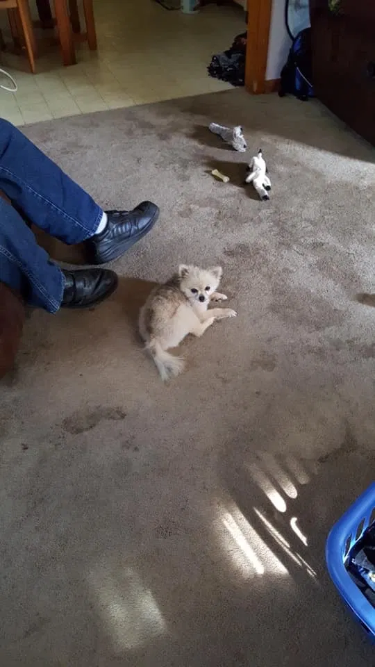 Lost dog in Leavenworth, KS, 66048