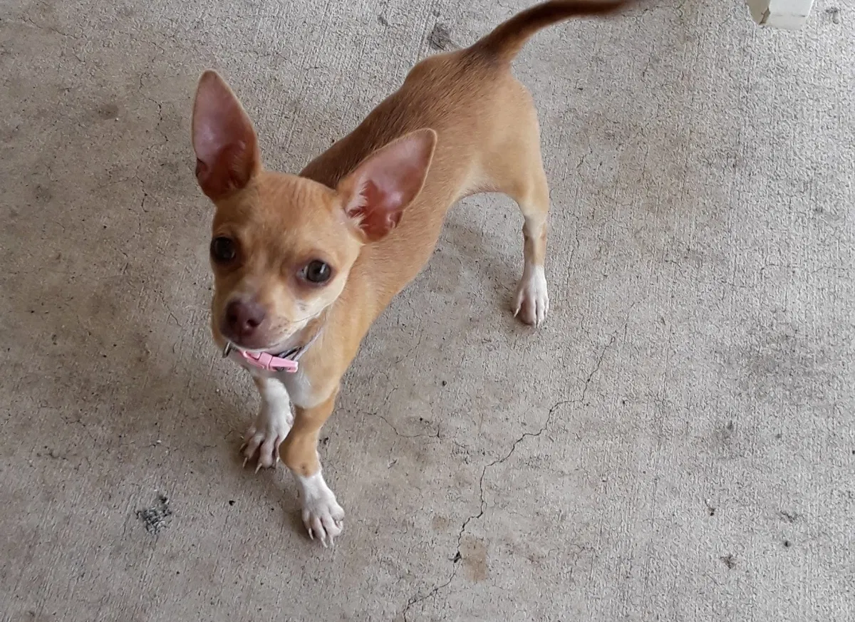 Lost dog in Killeen, TX, 76542