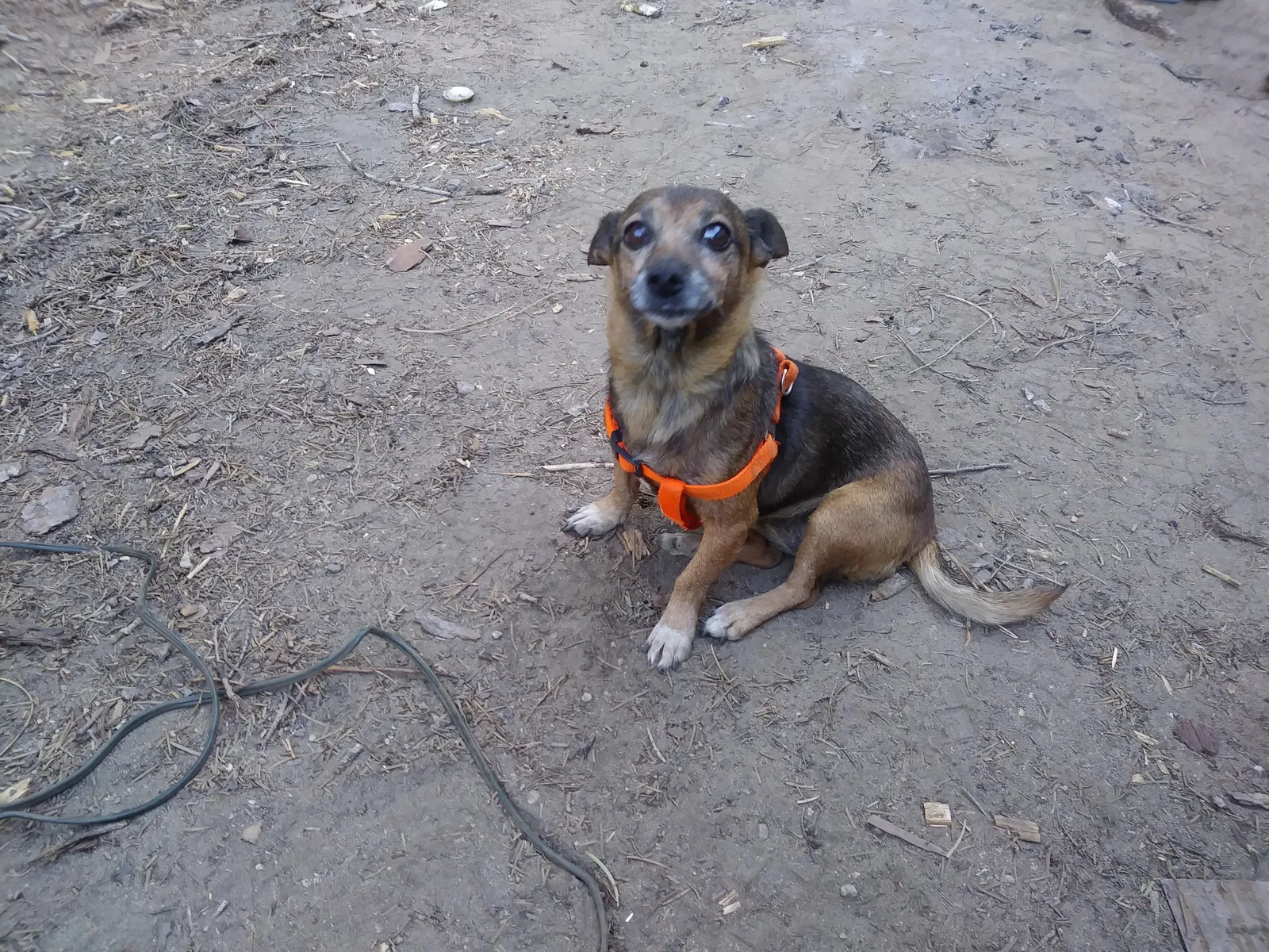 Lost dog in Fresno, CA, 93710