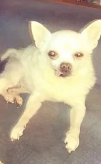 Lost dog in Kansas City, KS, 66102