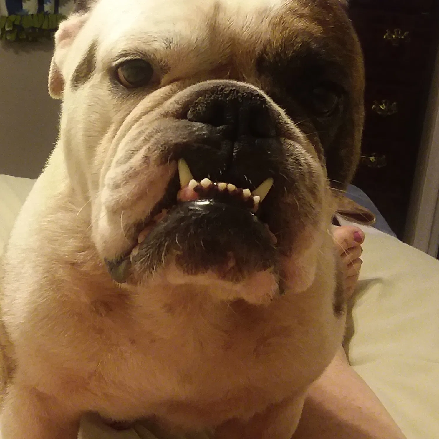 Lost dog in Columbia, SC, 29203