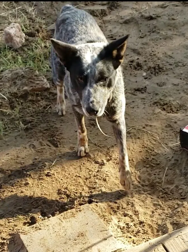 Lost dog in Stevinson, CA, 95374