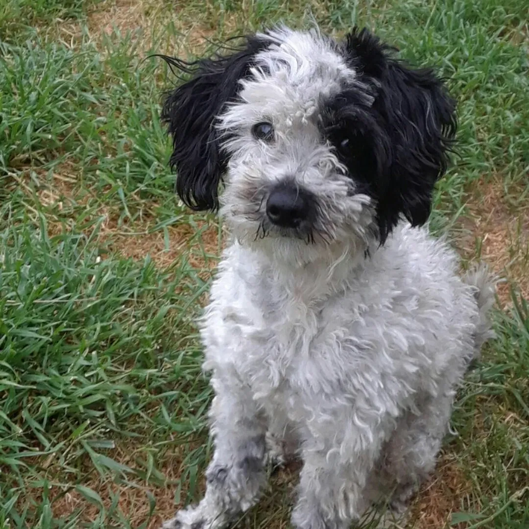 Lost dog in Madera, CA, 93638
