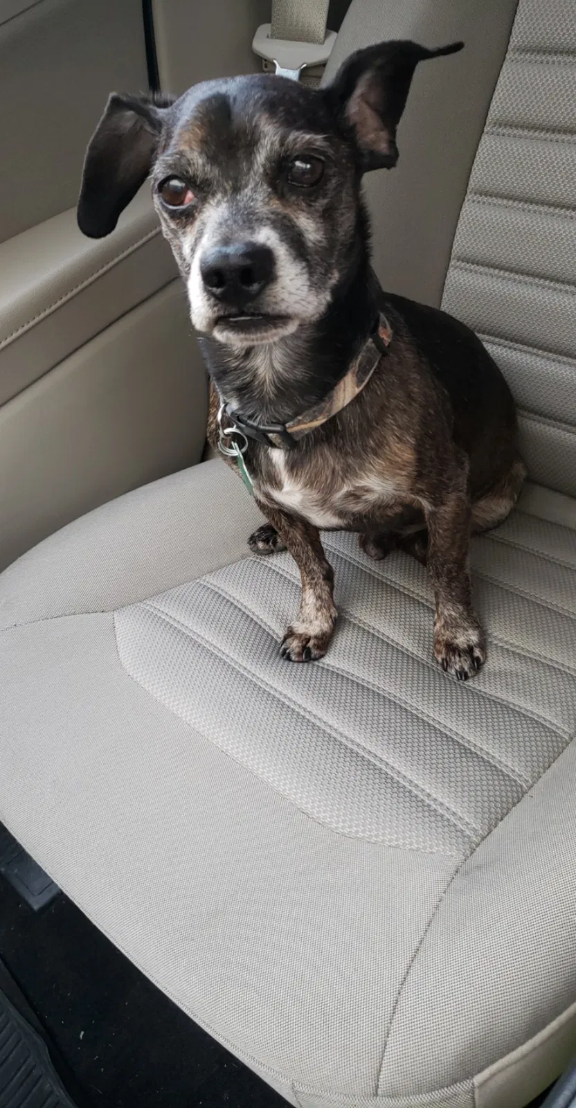 Lost dog in Maxwell, TX, 78656