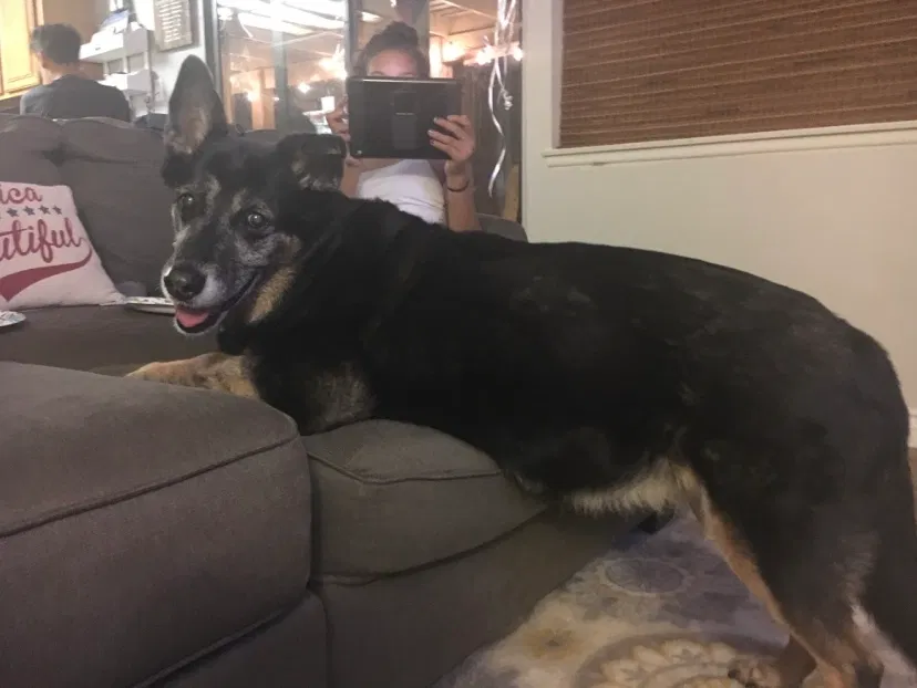 Lost dog in Moreno Valley, CA, 92557