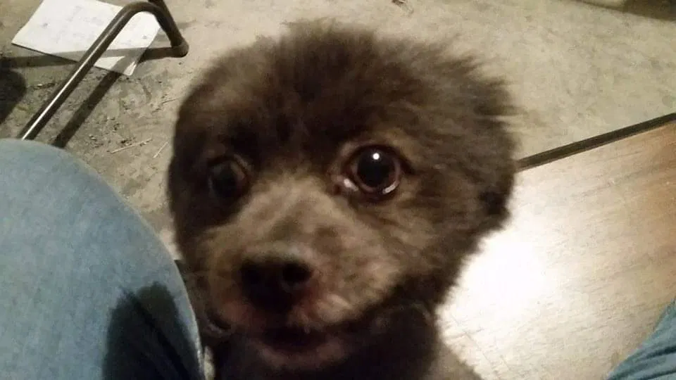 Lost dog in North Las Vegas, NV, 89031