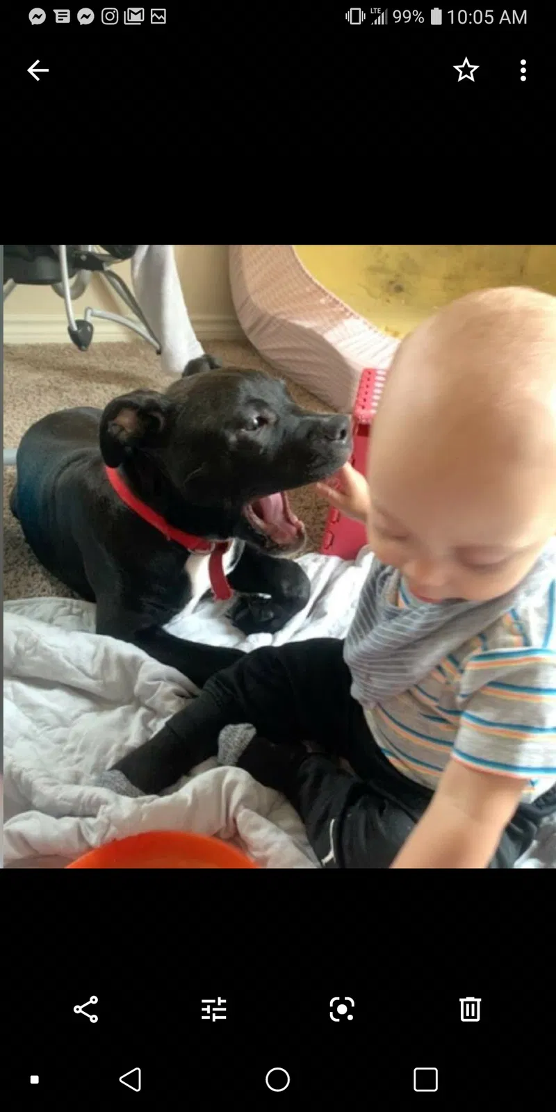 Lost dog in Bastrop, TX, 78602
