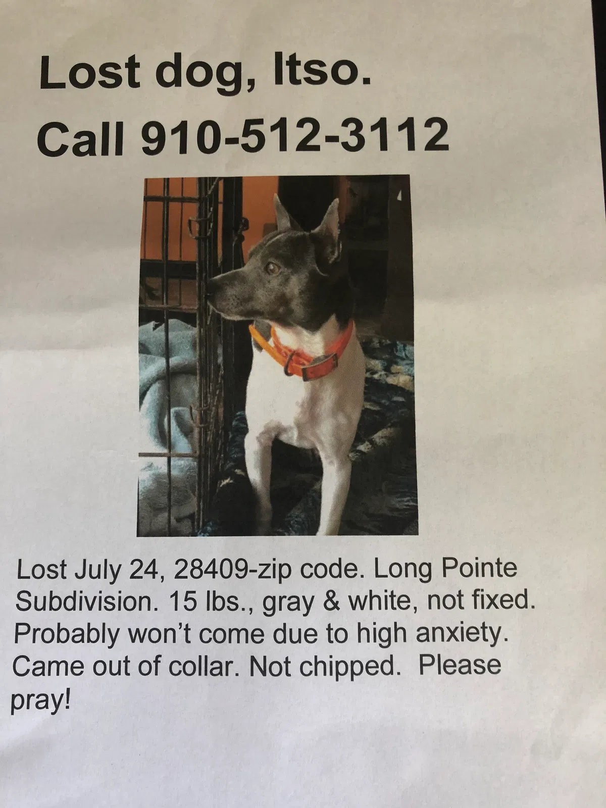 Lost dog in Wilmington, NC, 28409