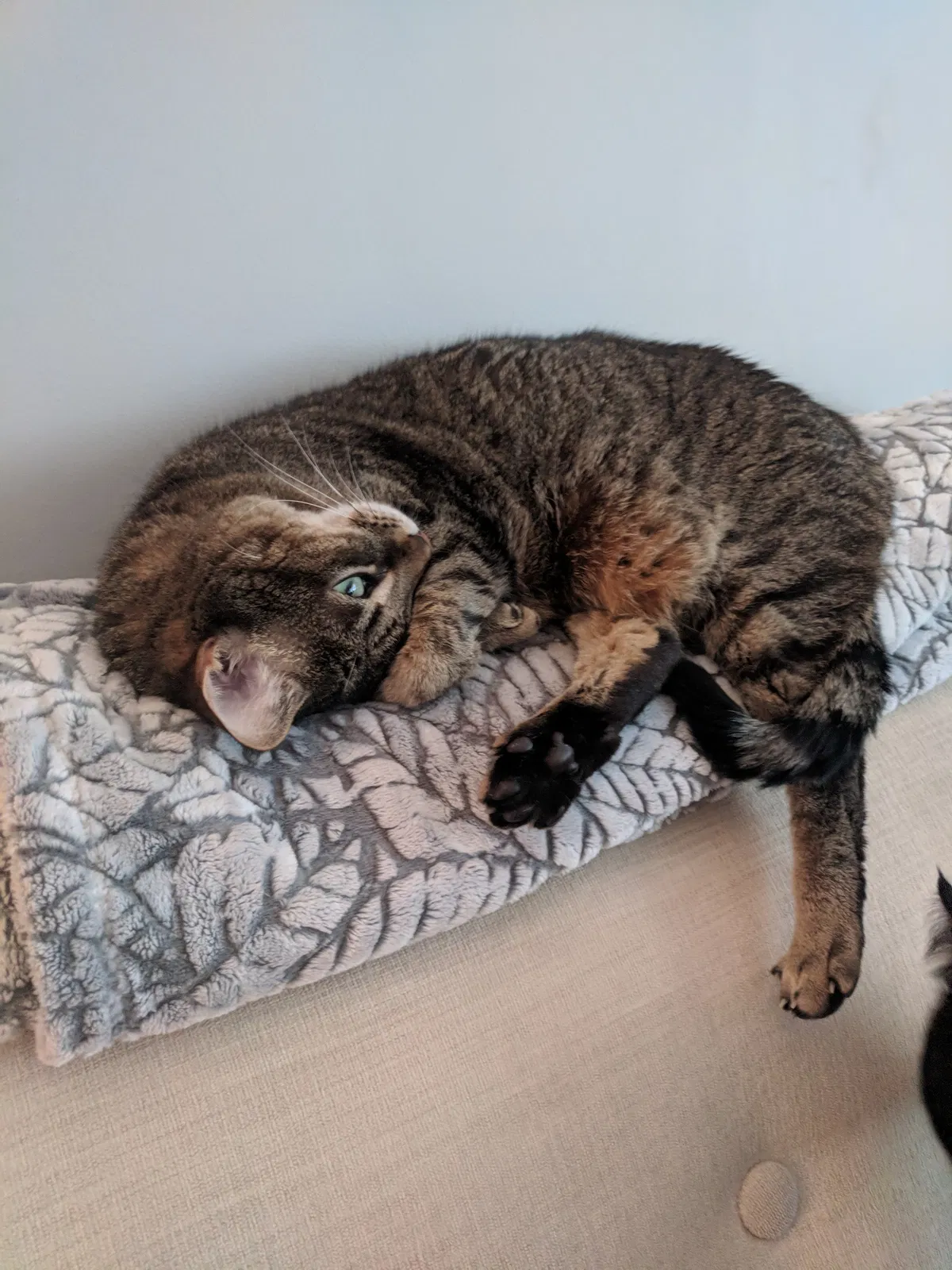 Lost cat in Durham, NC, 27701