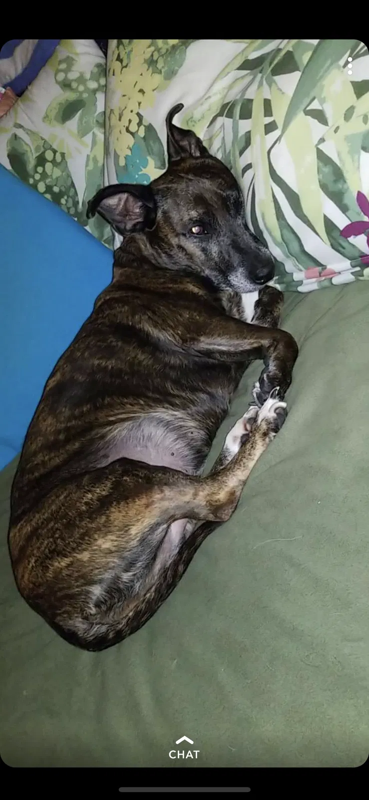 Lost dog in Naples, FL, 34110