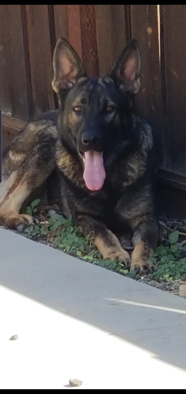 Lost dog in Elk Grove, CA, 95758