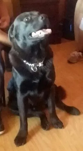 Lost dog in Jacksonville, NC, 28540