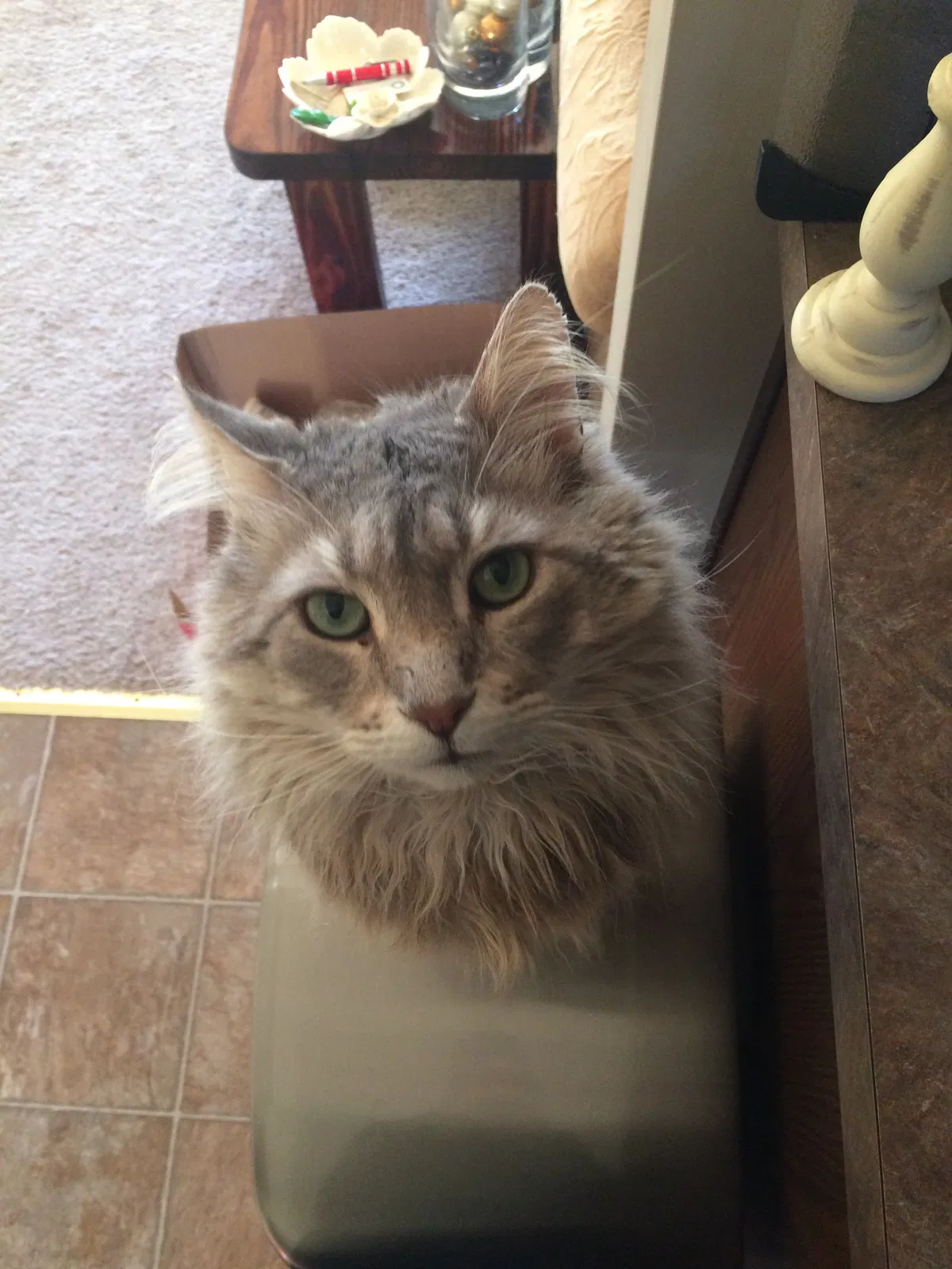 Lost cat in Fuquay Varina, NC, 27526