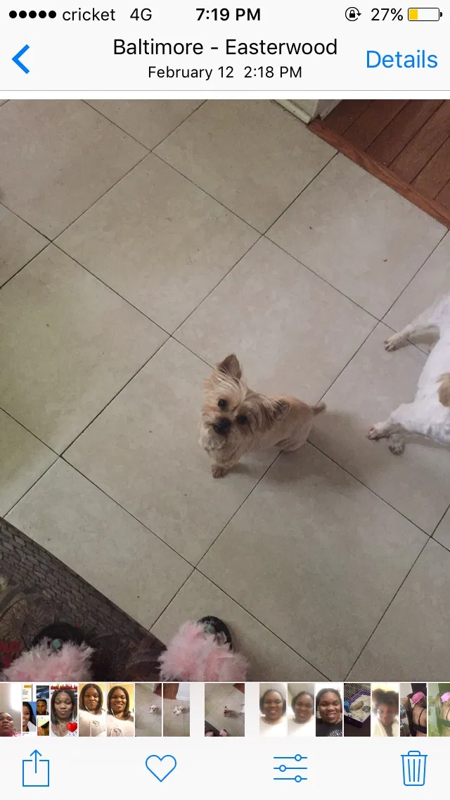 Lost dog in Baltimore, MD, 21217