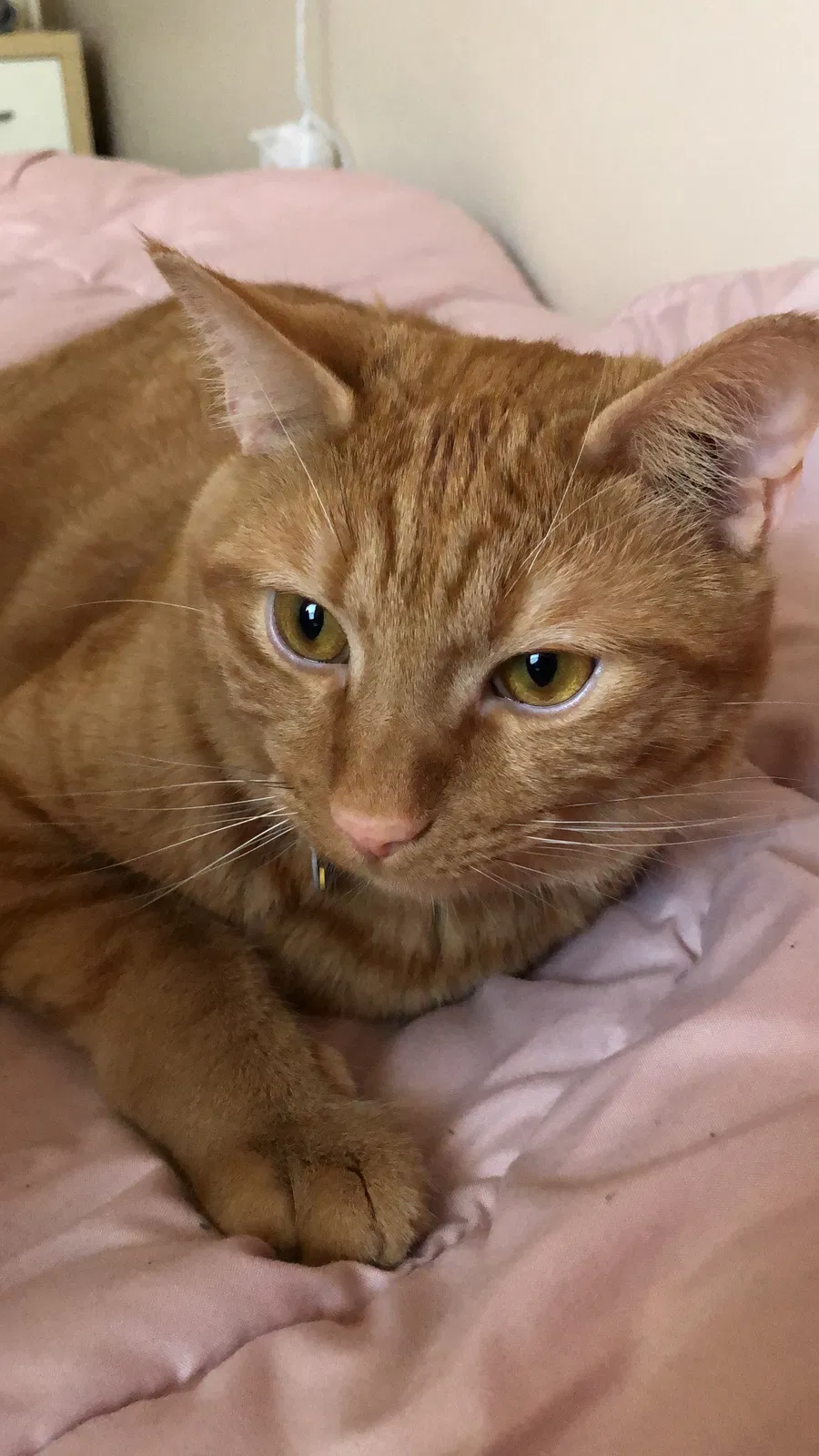 Lost cat in Evansville, IN, 47712