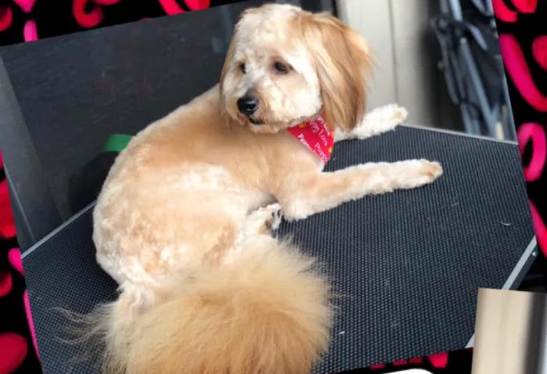 Lost dog in Kansas City, KS, 66102