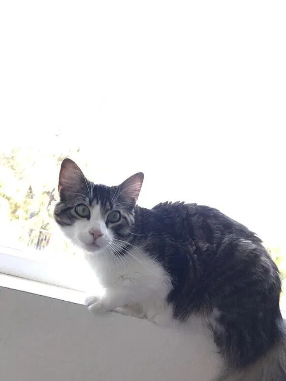 Lost cat in Oceanside, CA, 92056