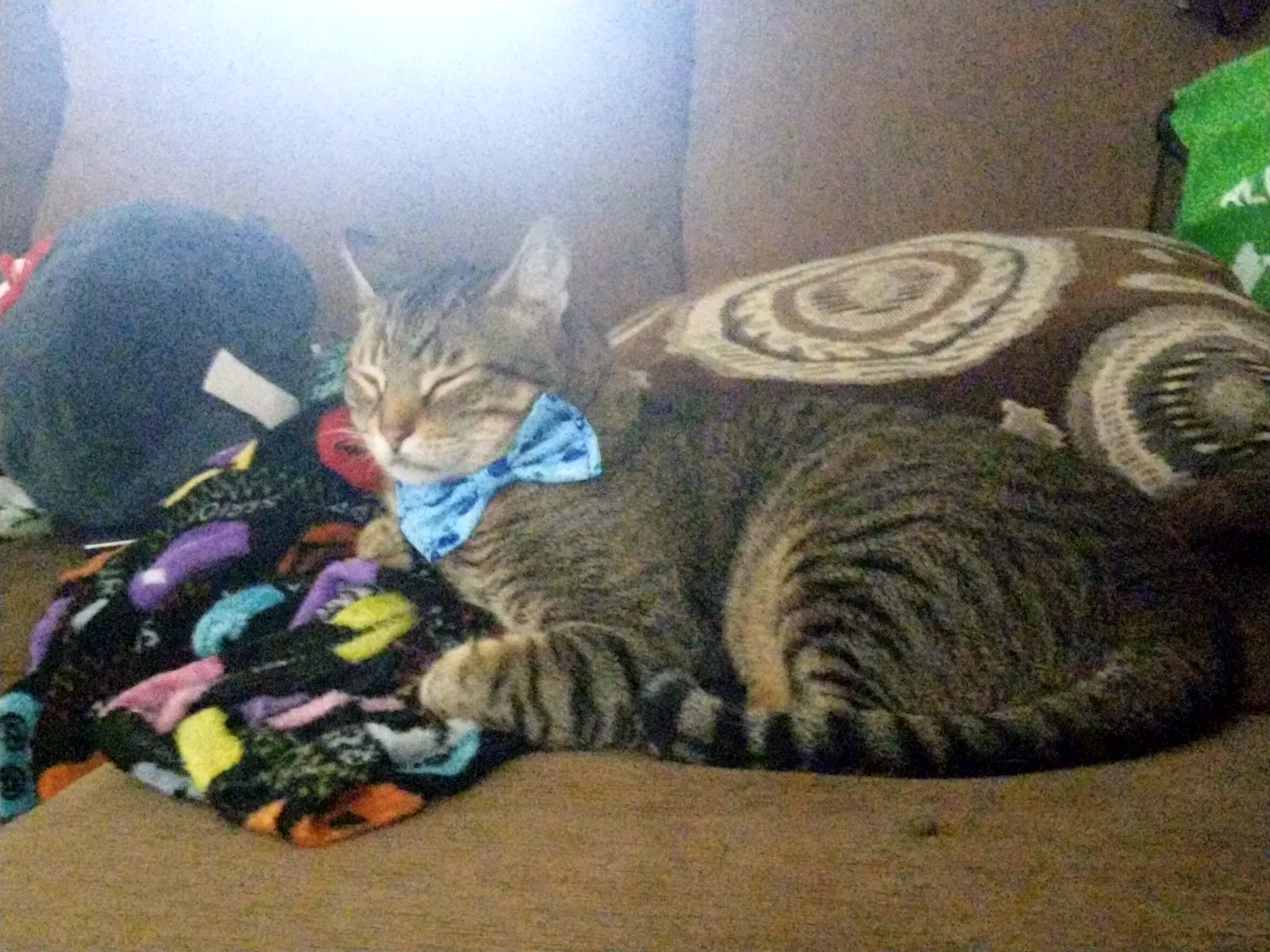 Lost cat in Laredo, TX, 78046