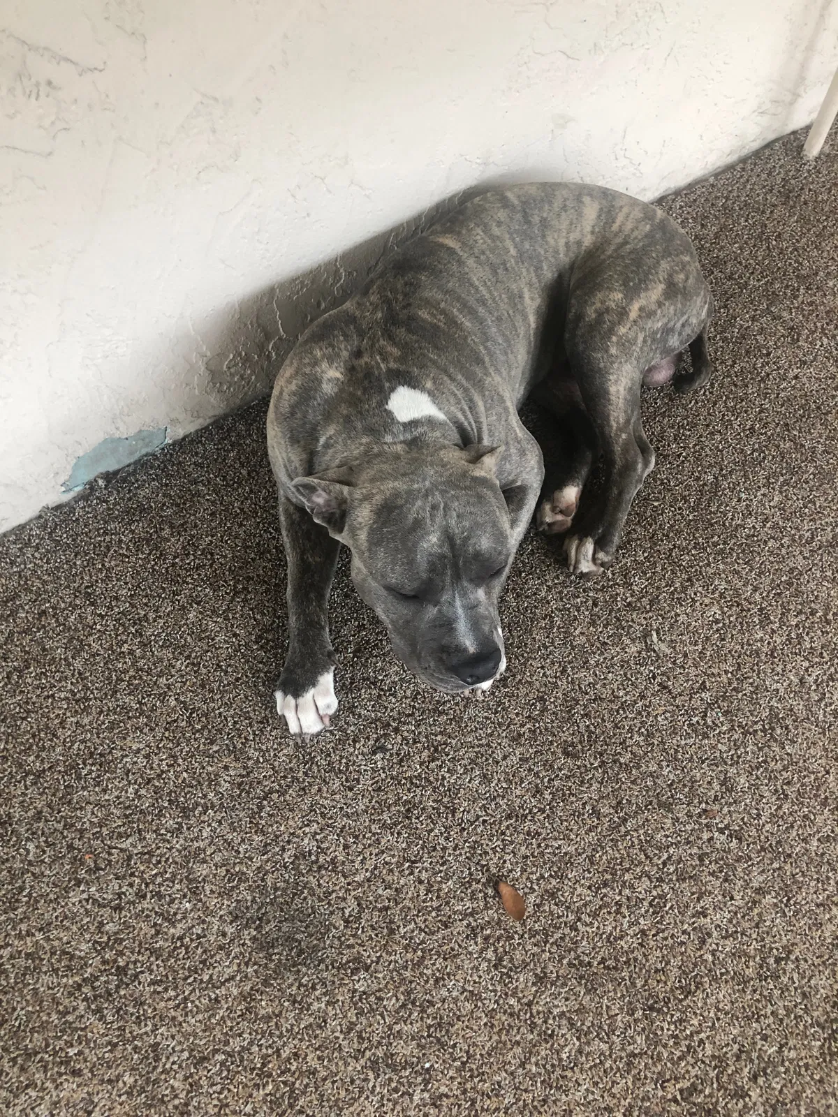 Lost dog in Sarasota, FL, 34233