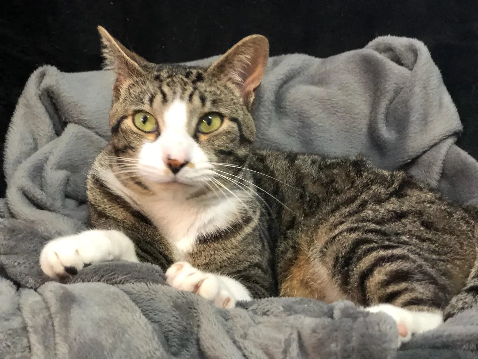 Lost cat in Terre Haute, IN, 47804