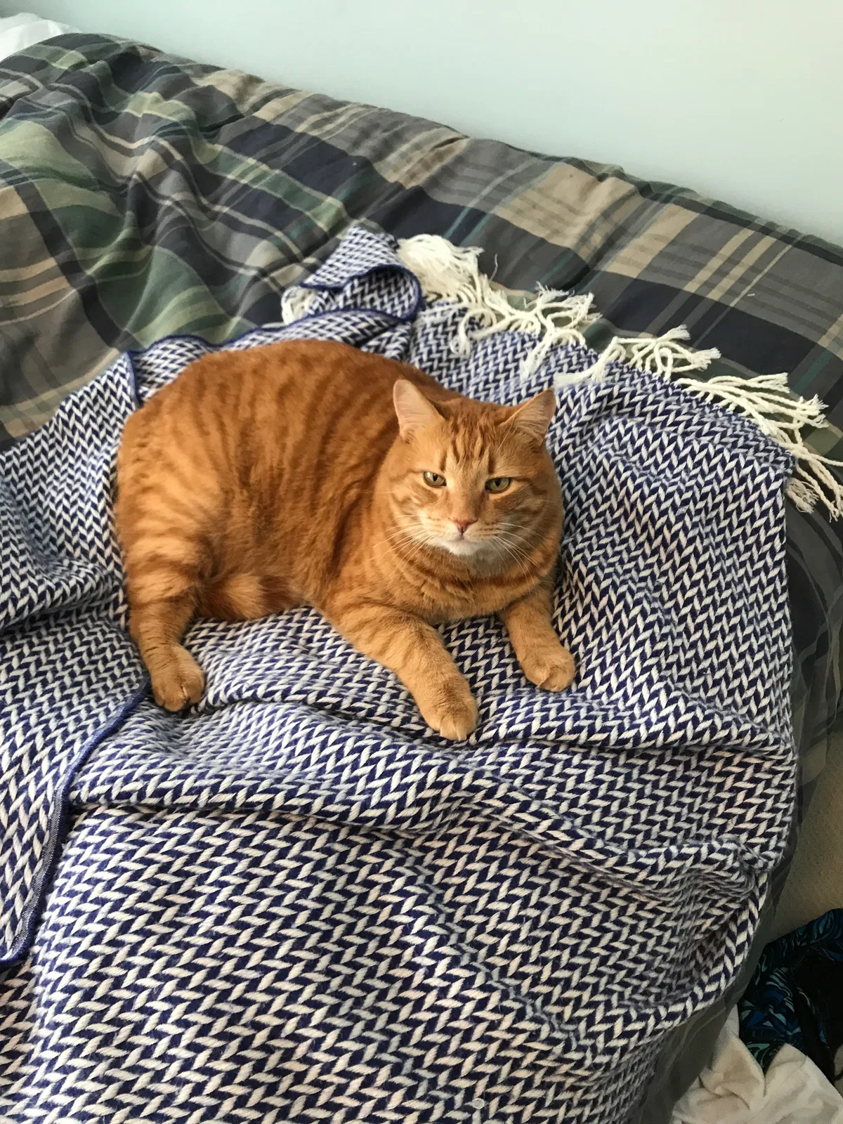 Lost cat in North Stonington, CT, 6359