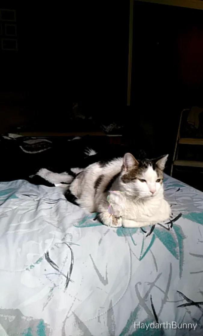 Lost cat in Boonton, NJ, 7005