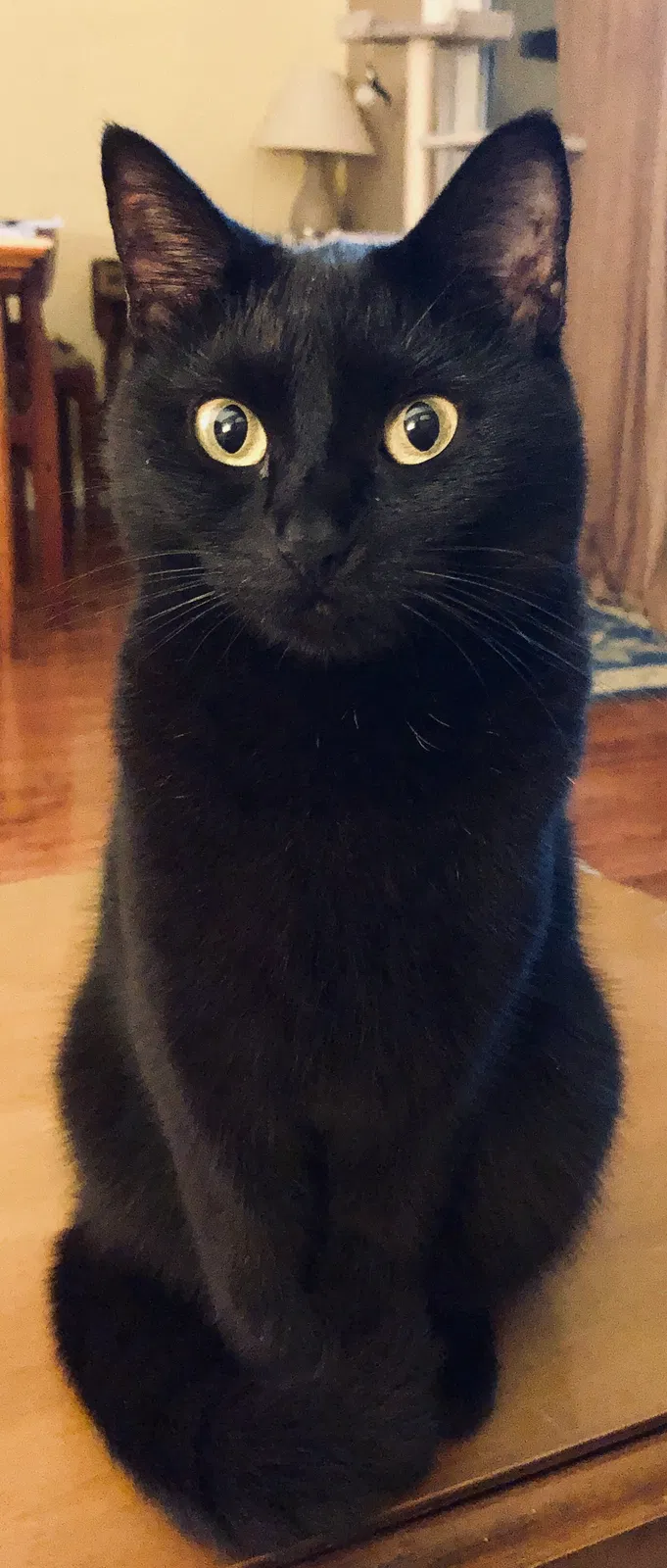 Lost cat in Woodbridge, VA, 22192