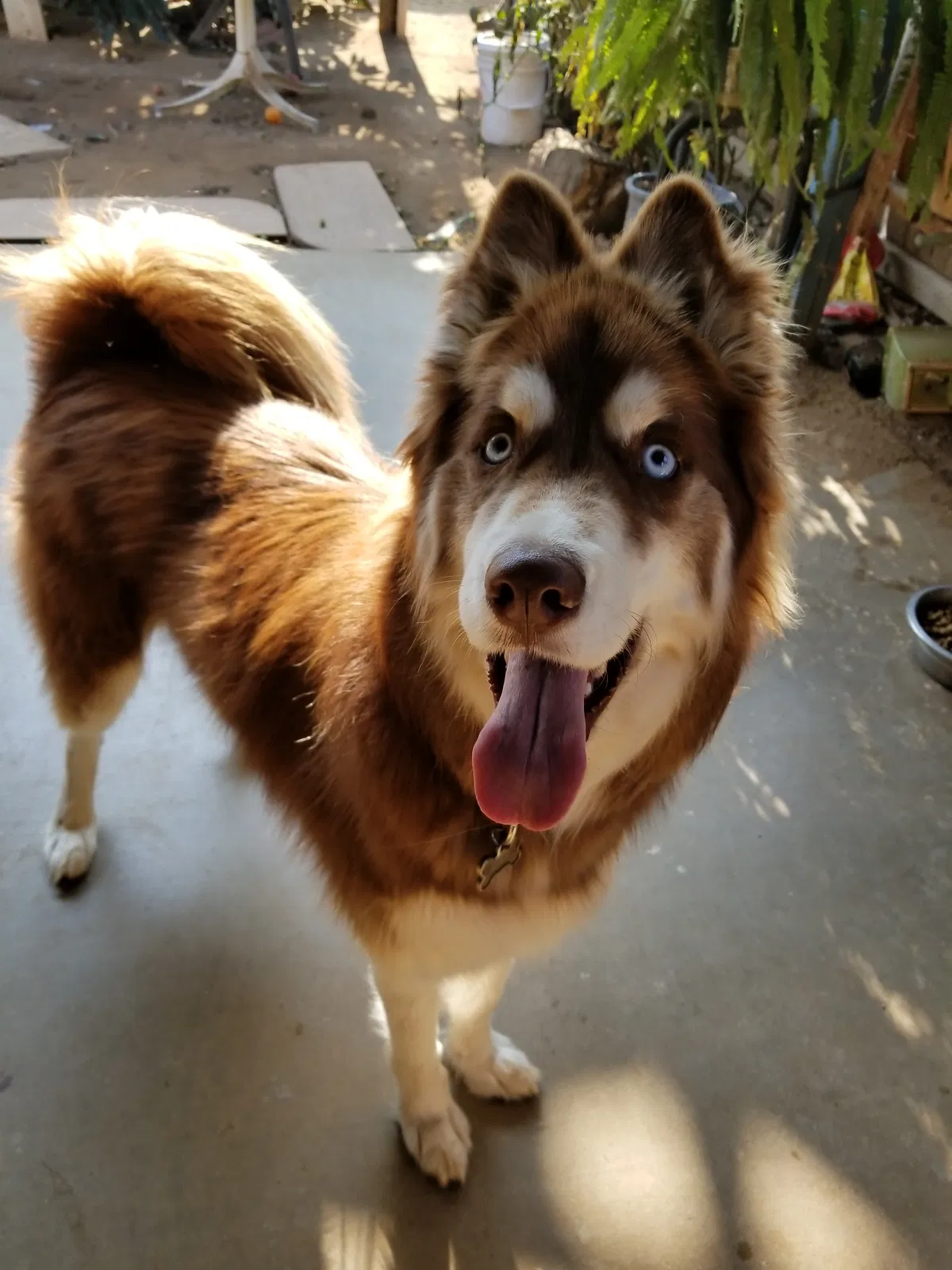 Lost dog in Dinuba, CA, 93618