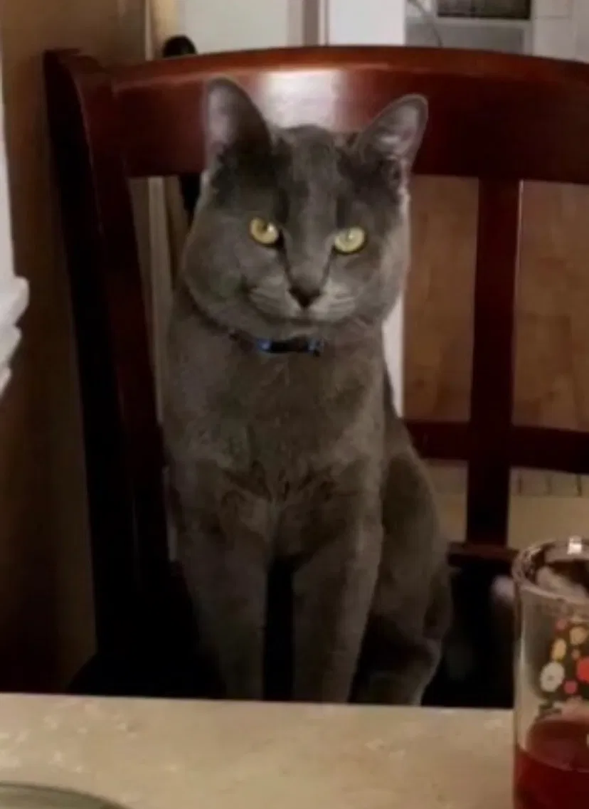 Lost cat in Detroit, MI, 48209