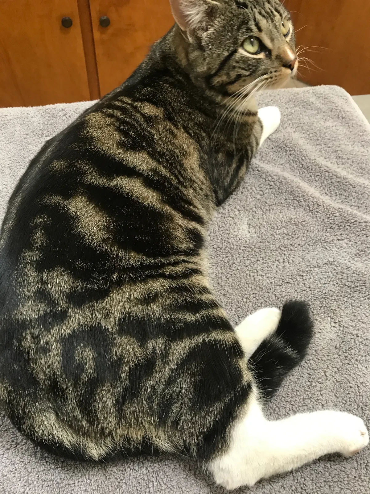 Lost cat in Fresno, CA, 93704
