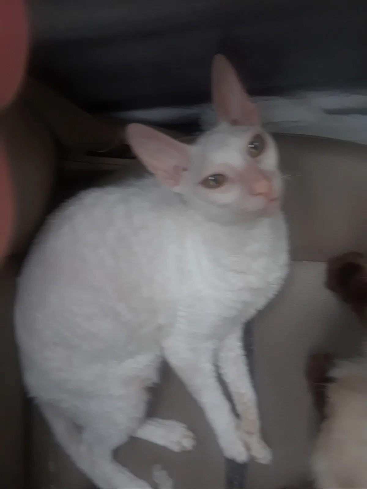 Lost cat in Plano, TX, 75024