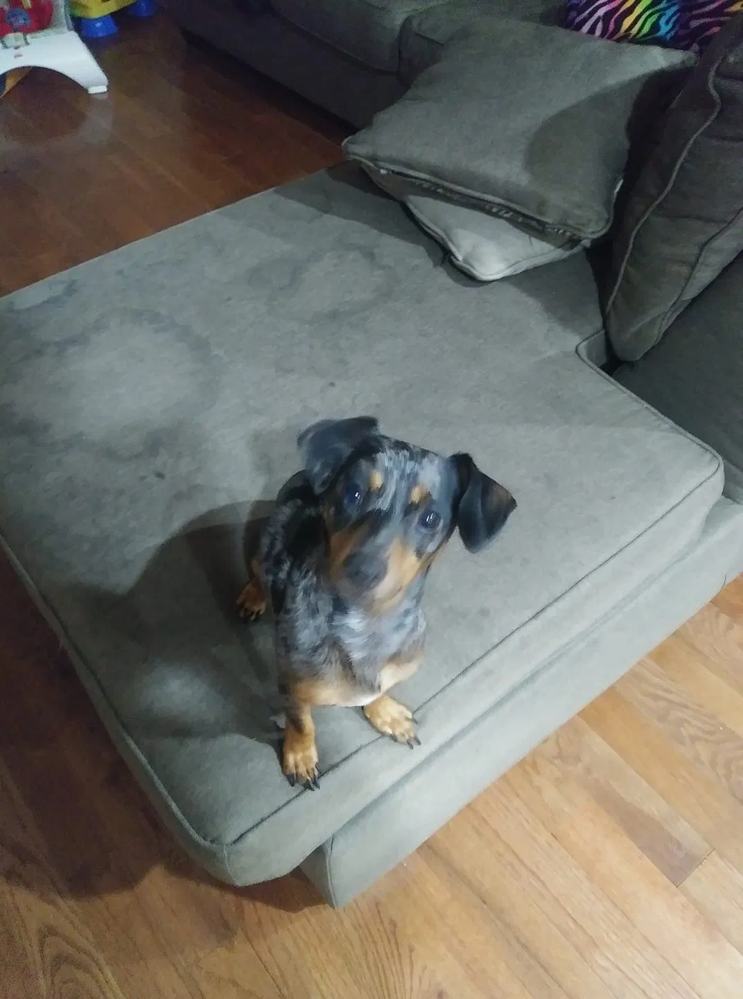 Lost dog in Clarksville, TN, 37040